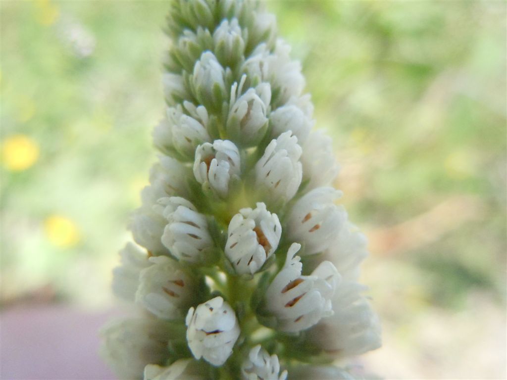 Reseda alba